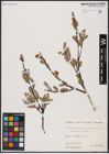 Foto von Salix aurita L.